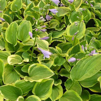 Hosta Golden Tiara Funkia - Bakker