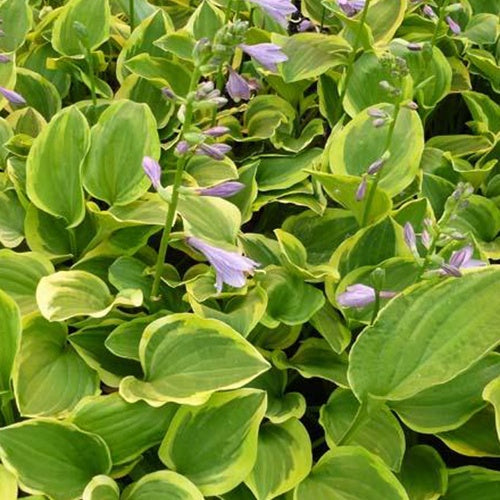 Hosta Golden Tiara Funkia - Bakker