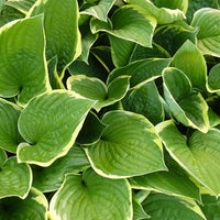 Hosta Aureomarginata Funkia - Hosta aureomarginata - Bakker