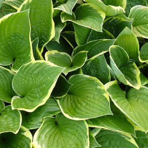 Hosta Aureomarginata Funkia - Hosta aureomarginata - Bakker