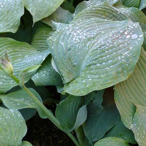 Funkie Blue Angel - Hosta hybride blue angel - Bakker