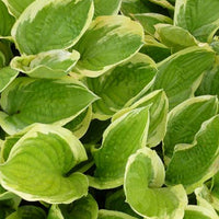Funkie ‘Delta Dawn’ - Hosta delta dawn - Bakker