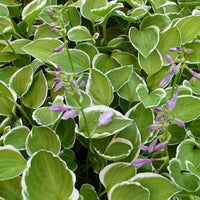 Hosta Diamon Tiara Funkia - Bakker