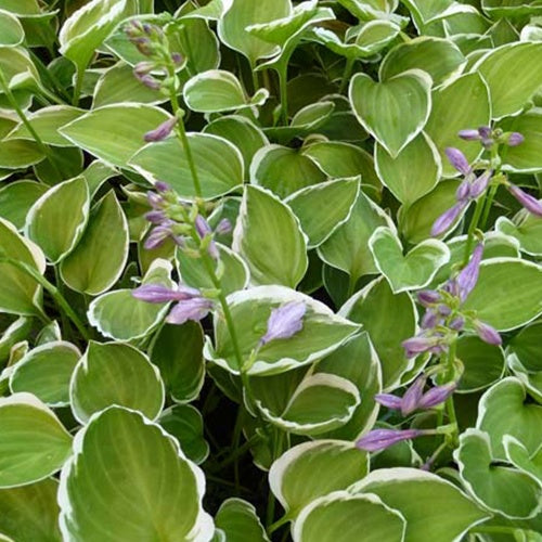 Hosta Diamon Tiara Funkia - Bakker