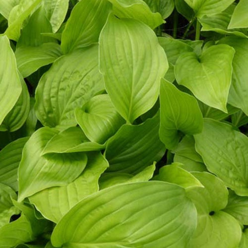 Hosta Hadspen Weiße Funkie - Bakker