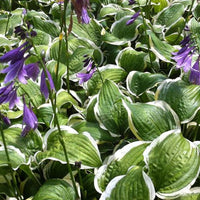 Hosta Koriyama Funkia - Bakker