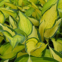 Hosta Orange Marmelade Funkia - Bakker