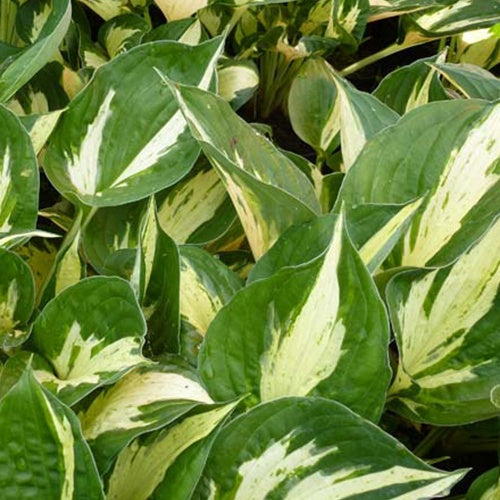 Hosta Revolution Funkia - Bakker