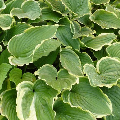 Hosta Spring Fling Funkia - Bakker