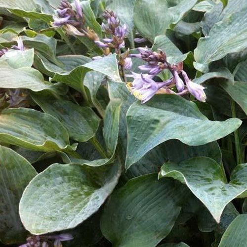 Hosta Winfield Blue Funkia - Bakker