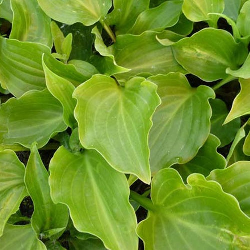 Hosta Invincible Funkia - Bakker