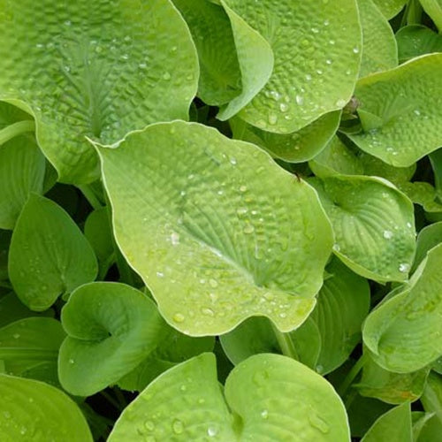 Hosta Zounds Funkia - Bakker