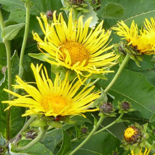 Alant (Inula helenium) - Bakker