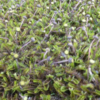 Leptinella squalida - Fiederpolster - Stauden