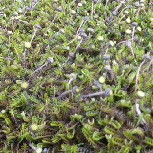 Leptinella squalida - Fiederpolster - Stauden