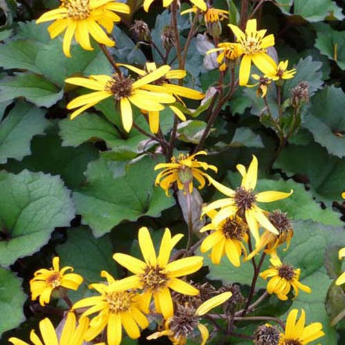 Ligularie 'Desdemona' - Bakker