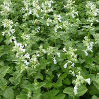 Katzenminze ‘Snowflake’ - Nepeta racemosa snowflake - Bakker