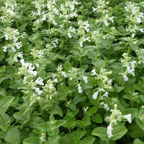 Katzenminze ‘Snowflake’ - Nepeta racemosa snowflake - Bakker