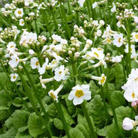 Etagen-Schlüsselblume 'Alba' - Bakker