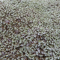 Silberkissen - Raoulia australis - Bakker