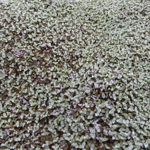 Silberkissen - Raoulia australis - Bakker