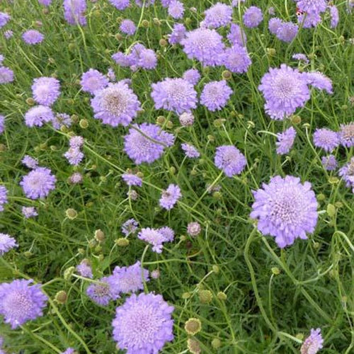 Tauben-Skabiose ‘Butterfly Blue’ - Bakker