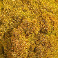 Scleranthus 'Selected Bronze' - Bakker