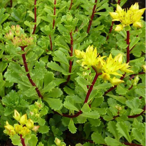 Sedum Weihenstephaner Gold Orpin Weihenstephaner Gold (x3) - Bakker