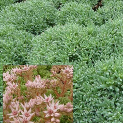 Spanisches Knabenkraut Blaugrüne Spanische Sedum PetroSedums ochroleucum (x3) - Bakker