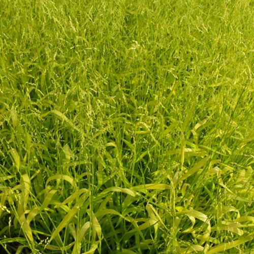 Gold-Hirsegras (Milium effusum 'Aureum') - Milium effusum aureum - Bakker