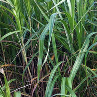 Miscanthus giganteus (floridulus) - Riesen-Chinaschilf (Miscanthus floridulus) - Miscanthus