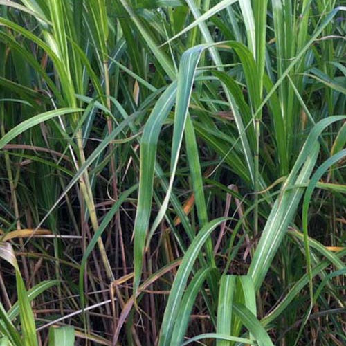Miscanthus giganteus (floridulus) - Riesen-Chinaschilf (Miscanthus floridulus) - Miscanthus