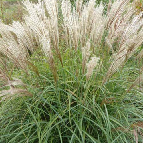 Miscanthus - Chinaschilf ‘China’ - Miscanthus sinensis china