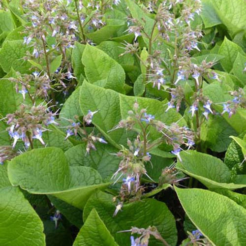 Trachystemon orientalis - Orientalischer Rauling - Stauden