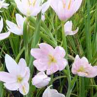 Kaffernlilie weiß (Schizostylis) - Schizostylis coccinea alba - Bakker