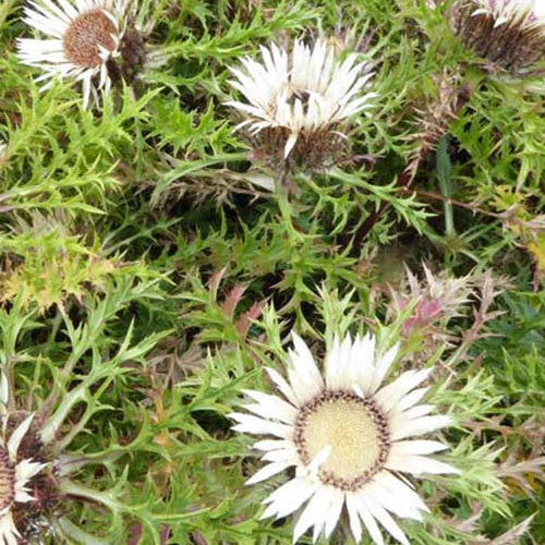 Silberdistel - Bakker