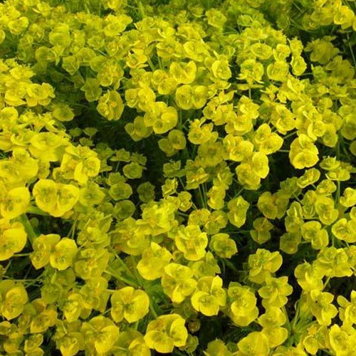 Wolfsmilch   - Ruten-Wolfsmilch Betten - Euphorbia waldsteinii betten
