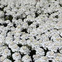 Immergrüne Schleifenblume 'Schneeflocke' - Bakker