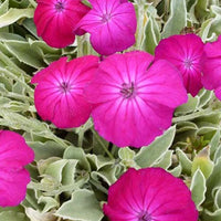 Stauden - Vexiernelke 'Atrosanguinea' - Lychnis coronaria atrosanguinea