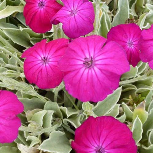 Stauden - Vexiernelke 'Atrosanguinea' - Lychnis coronaria atrosanguinea