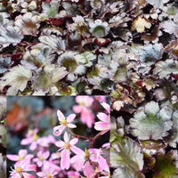 Schwarzblättriger Steinbrech Black Ruby - Bakker