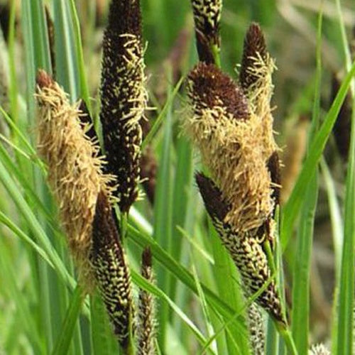 Sumpf-Segge - Carex acutiformis - Bakker