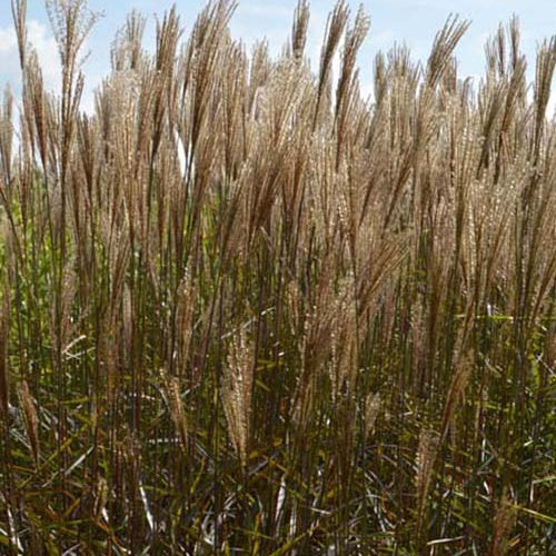 Miscanthus sinensis Dronning Ingrid - Chinaschilf ‘Dronning Ingrid’ - Miscanthus