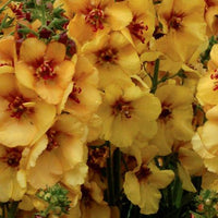 Königskerze Honey Dijon - Bakker