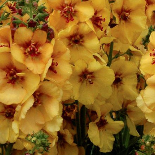 Königskerze Honey Dijon - Bakker