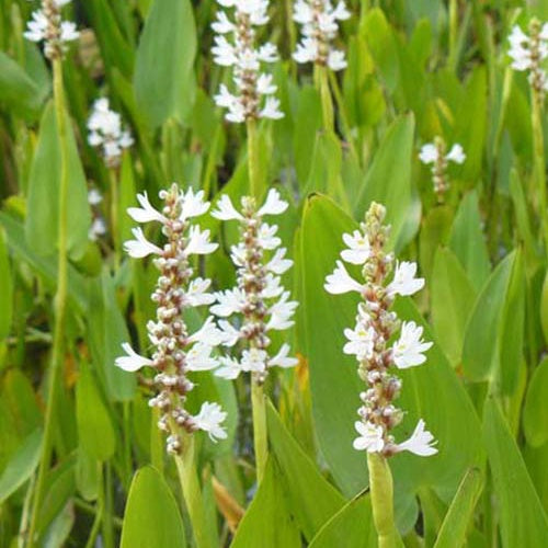Hechtkraut 'White Pike' - Bakker