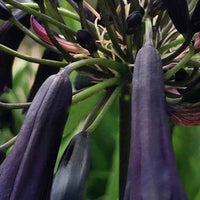 Schmucklilie Black Magic - Bakker
