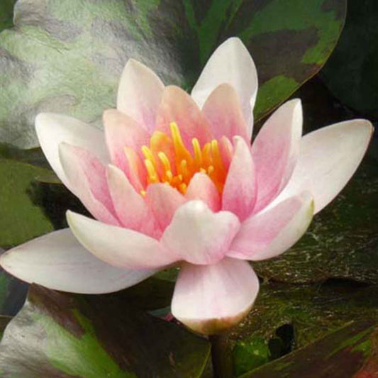 Seerose ‘Aurora’ - Bakker
