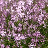 Alle Teichpflanzen - Kuckucks-Lichtnelke (x3) - Lychnis flos-cuculi