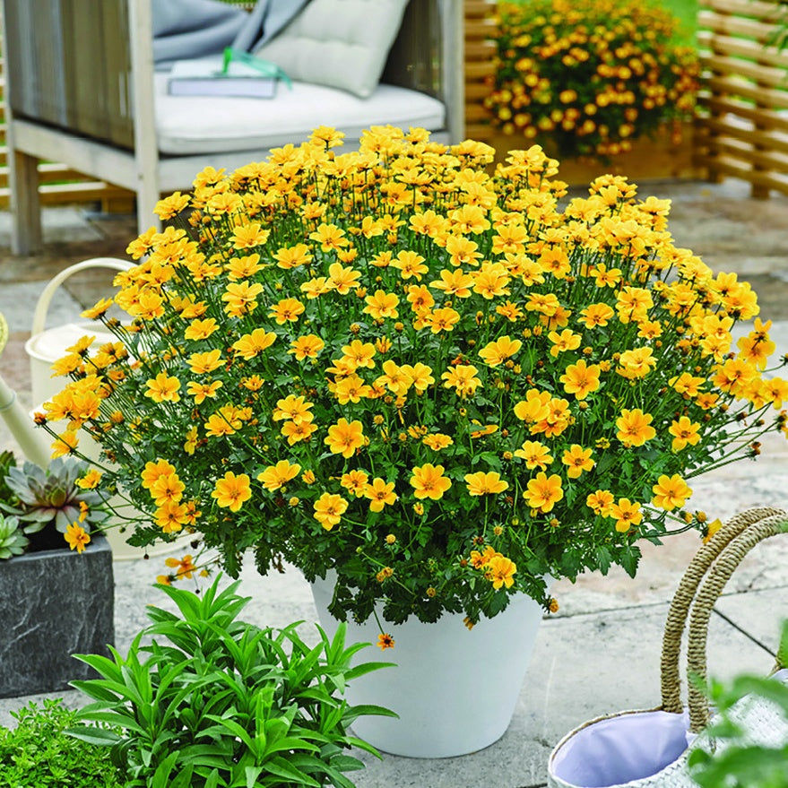 Zweizahn (Bidens) (x3) - Bakker